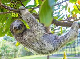 Visit wildlife sanctuaries in Costa Rica