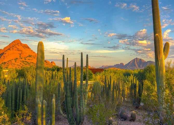  Desert Botanical Garden, Phoenix, Arizona