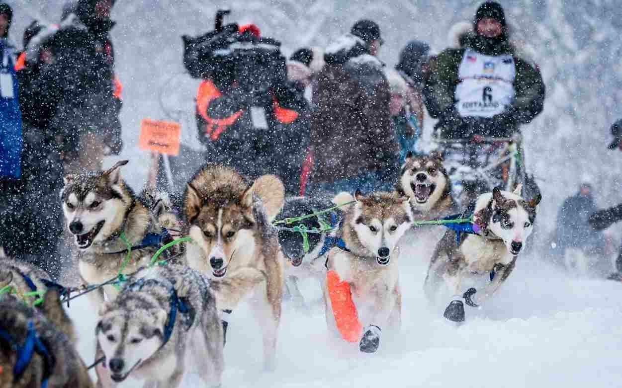 the Iditarod Trail Sled Dog Race Headquarters